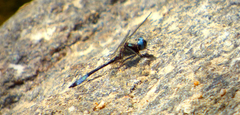 Macrothemis pseudimitans