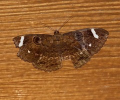 Erebus hieroglyphica