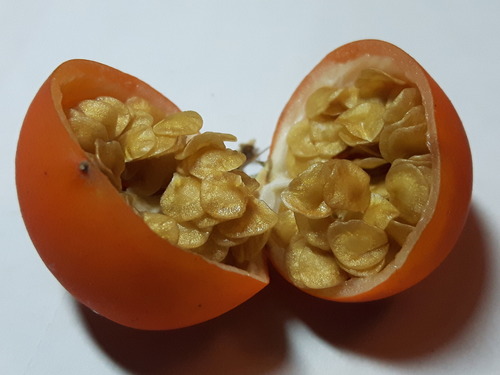 Solanum capsicoides