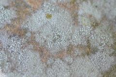 Myriolecis semipallida