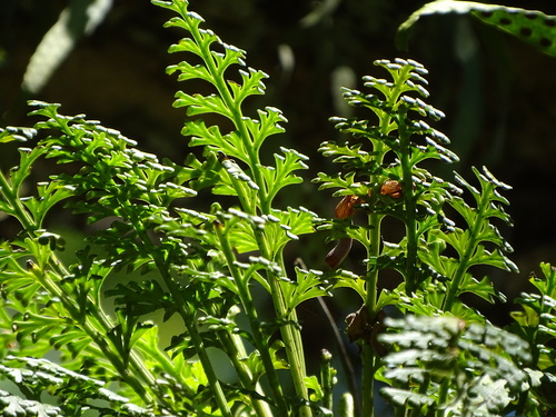 Asplenium theciferum, photograph 4