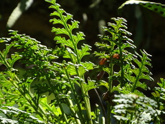 Shaun Swanepoel, CC BY, iNaturalist via GBIF Asplenium theciferum, photograph Shaun Swanepoel, CC BY, iNaturalist via GBIF