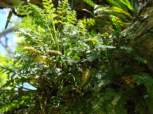 Image of Asplenium theciferum by (c) Shaun Swanepoel, some rights reserved (CC BY)