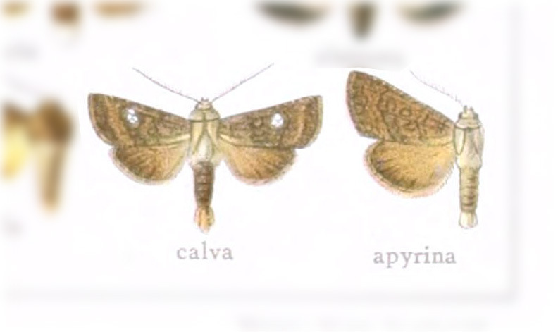 Chabuata calva