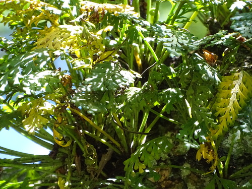 Asplenium theciferum, photograph 3