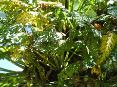 Shaun Swanepoel, CC BY, iNaturalist via GBIF Asplenium theciferum, photograph Shaun Swanepoel, CC BY, iNaturalist via GBIF