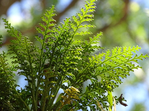 Image of Carrot Fern (Asplenium theciferum) by (c) Shaun Swanepoel, some rights reserved (CC BY)