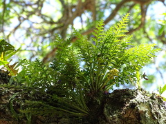 Asplenium theciferum