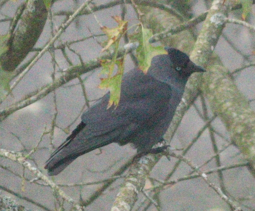 Grajilla occidental (Corvus monedula)