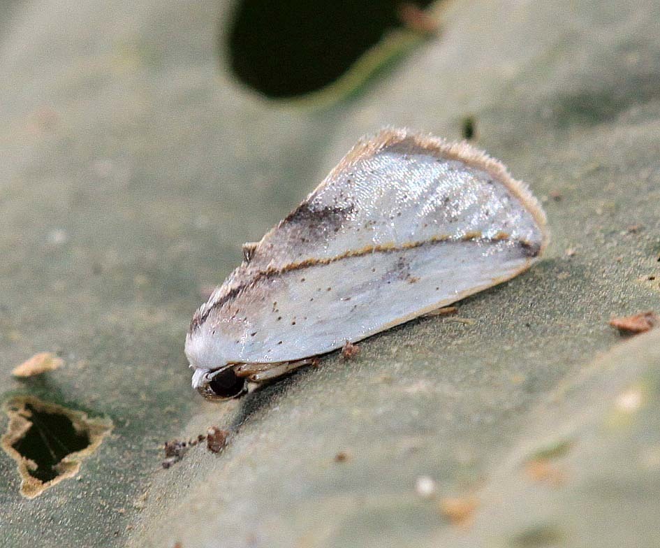 Urbona leucophaea
