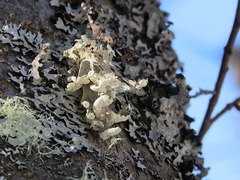 Ramalina sinensis