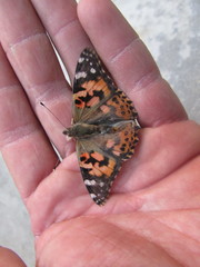 Vanessa cardui