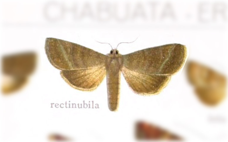 Chabuata rectinubila