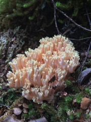 Ramaria samuelsii