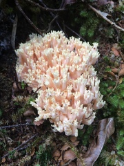 Ramaria samuelsii