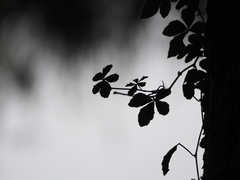 Tetrastigma obtectum glabrum