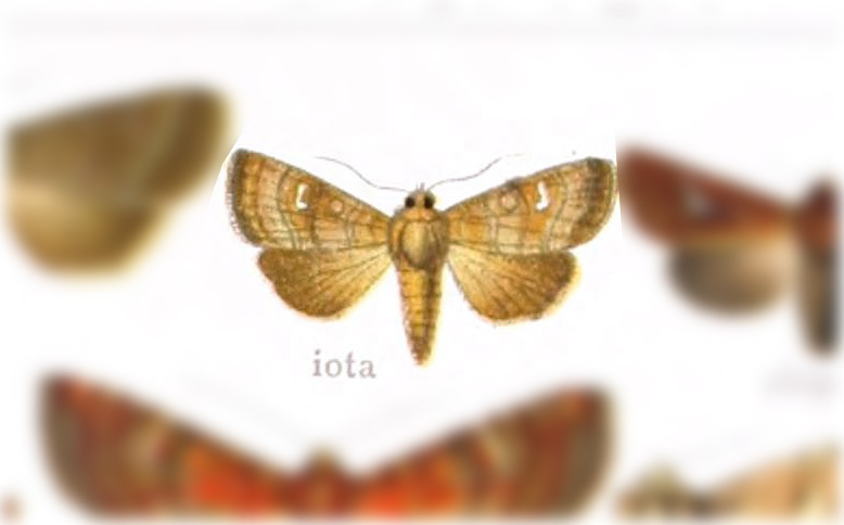 Chabuata iota