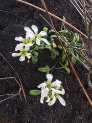 Gentianella saxosa