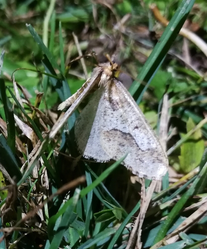 piadivka zimná (Erannis defoliaria)