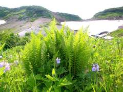 Oreopteris quelpartensis