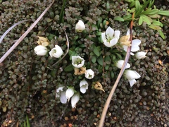 Gentianella saxosa