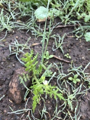 Eucrypta chrysanthemifolia chrysanthemifolia