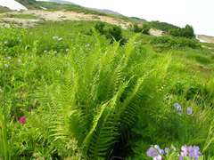 Oreopteris quelpartensis