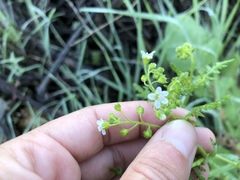 Eucrypta chrysanthemifolia chrysanthemifolia