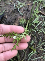 Eucrypta chrysanthemifolia chrysanthemifolia