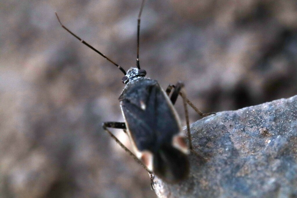Polymerus chilensis