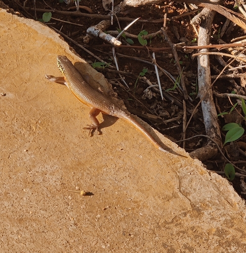 African Five-lined Skink, Trachylepis quinquetaeniata
