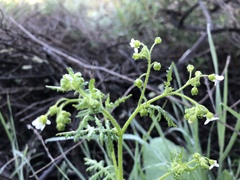 Eucrypta chrysanthemifolia chrysanthemifolia