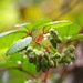Rubus wallichianus - Photo Oikeuksia ei pidätetä, lähettänyt 葉子