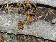 Arceuthobium campylopodum