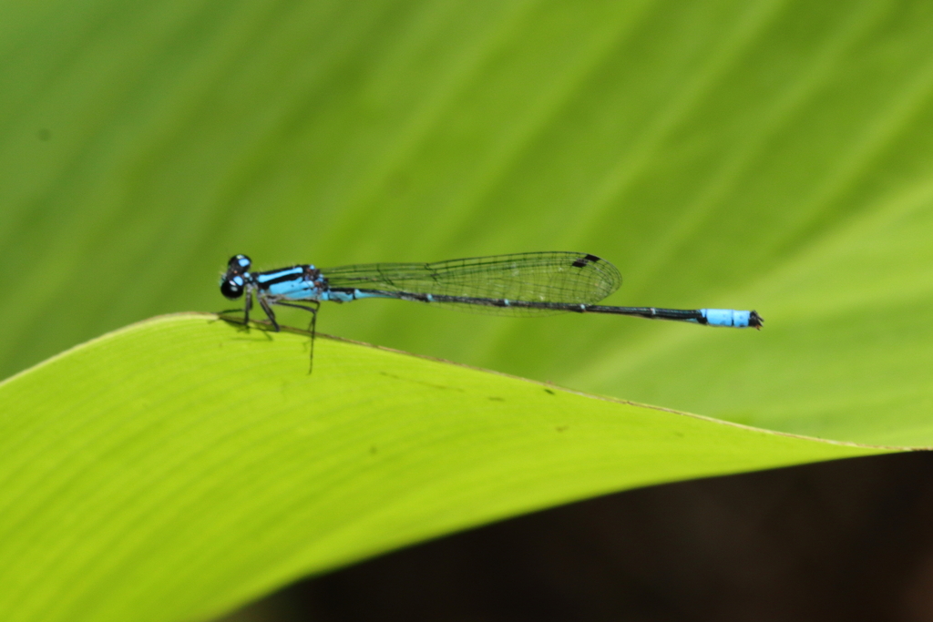 Acanthagrion gracile