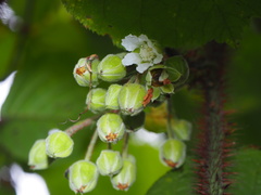Rubus wallichianus