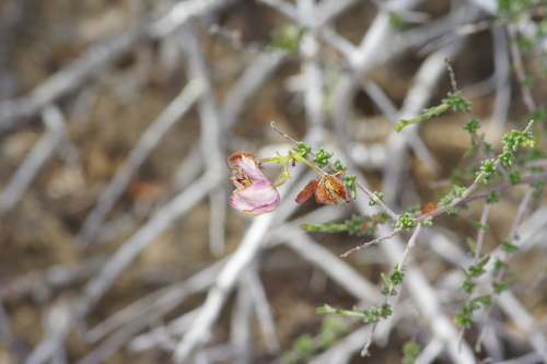 Image of Krameria ramosissima by (c) Michelle W. （鍾偉瑋）, some rights reserved (CC BY)