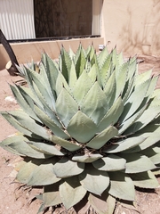 Agave parryi