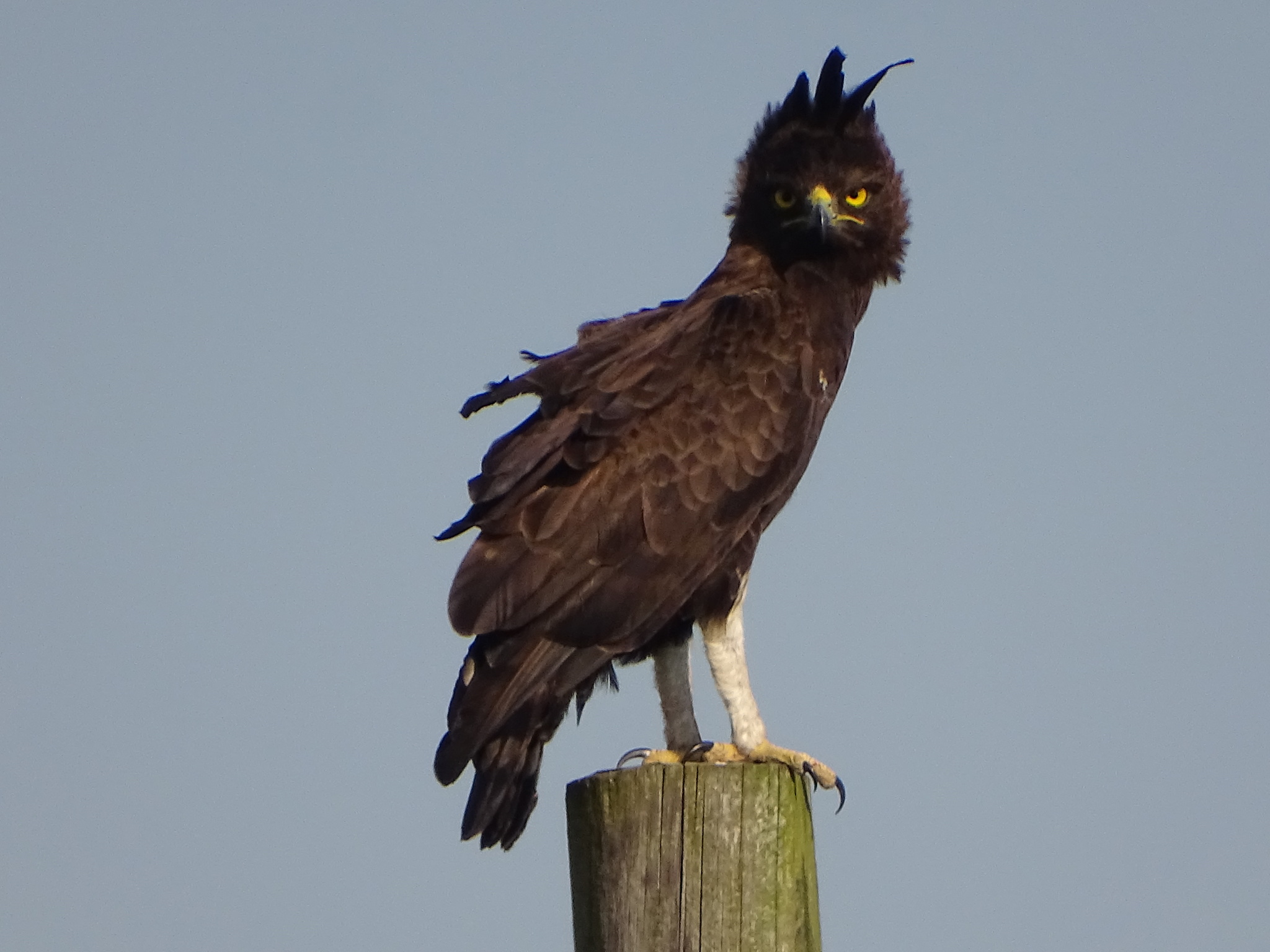 Long-crested Eagle illustration
