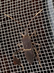 Leptoglossus concolor image