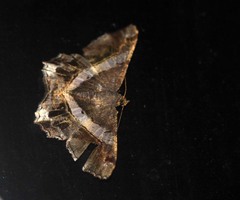 Chiasmia nora