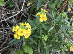 Erysimum franciscanum