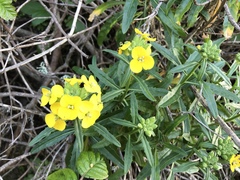 Erysimum franciscanum