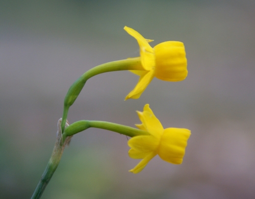 Image of Narcissus gaditanus by (c) Wolfgang Ahlmer, some rights reserved (CC BY)