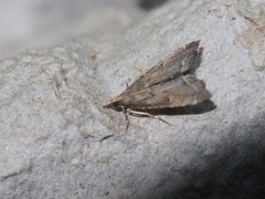 Diplopseustis perieresalis