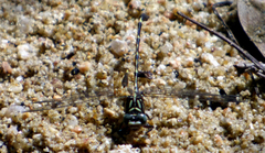 Progomphus clendoni