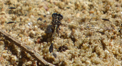 Progomphus clendoni