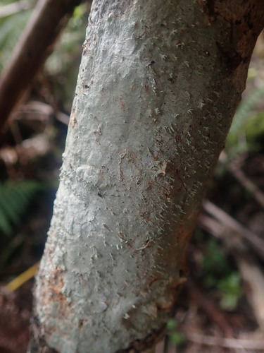 Pertusaria observed 2022-09-21