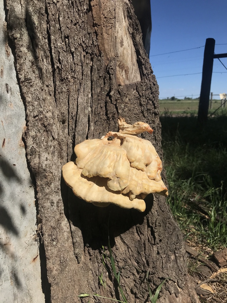 Laetiporus gilbertsonii · November 2023 · photo: © tutitah (iNaturalist, cc0)