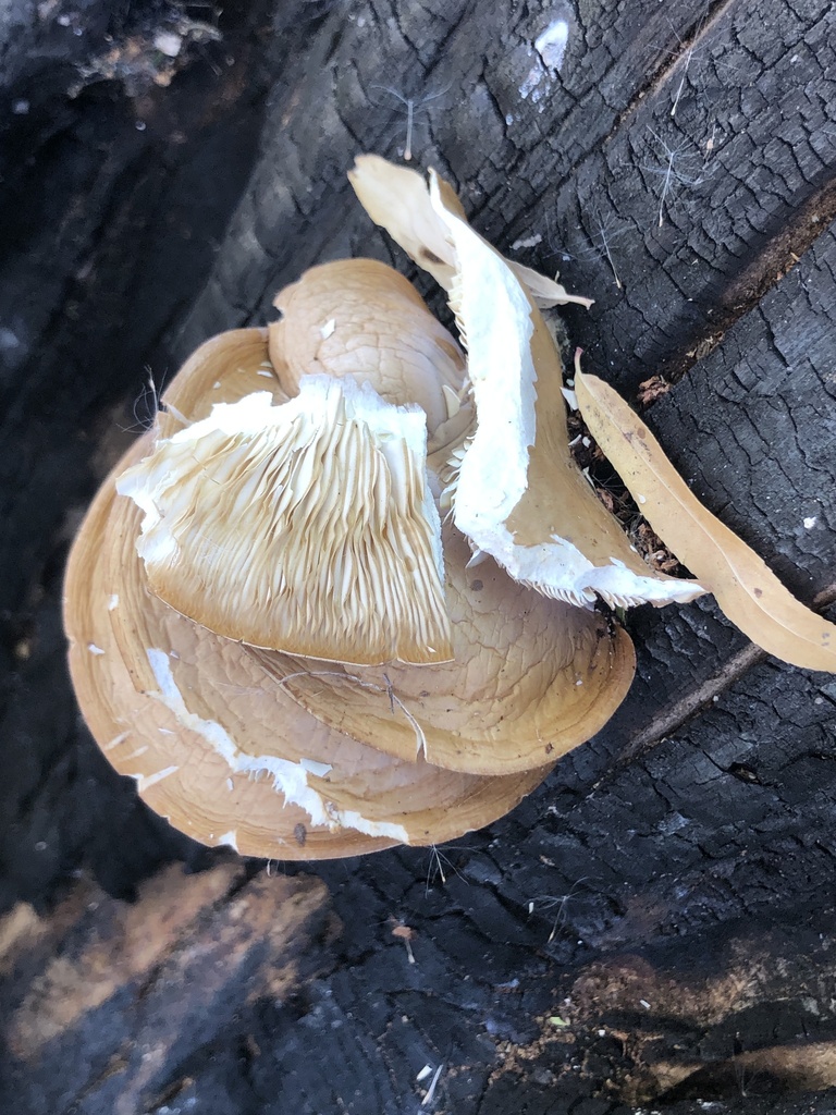 Oyster Mushroom From Tuzigoot National Monument Clarkdale Az Us On November 6 2023 At 1046 